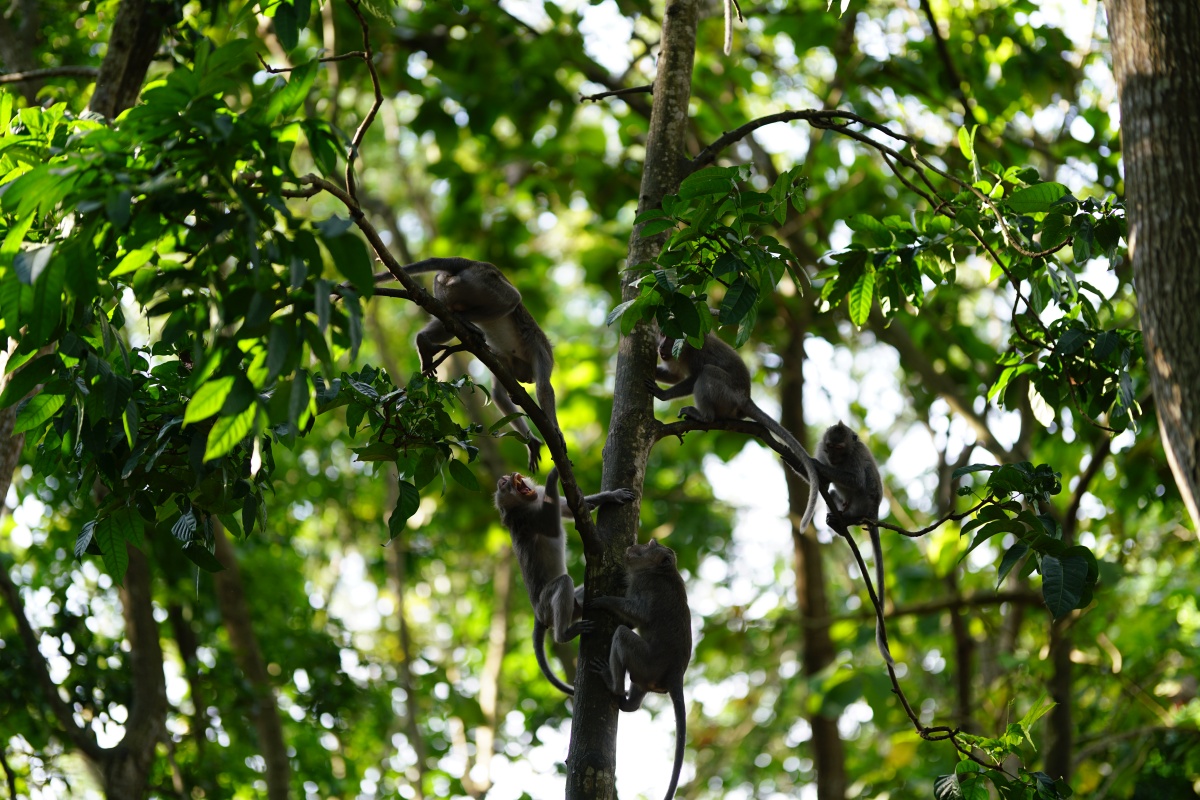 Javaneraffen auf einen Baum im Affenwald von Ubud auf Bali