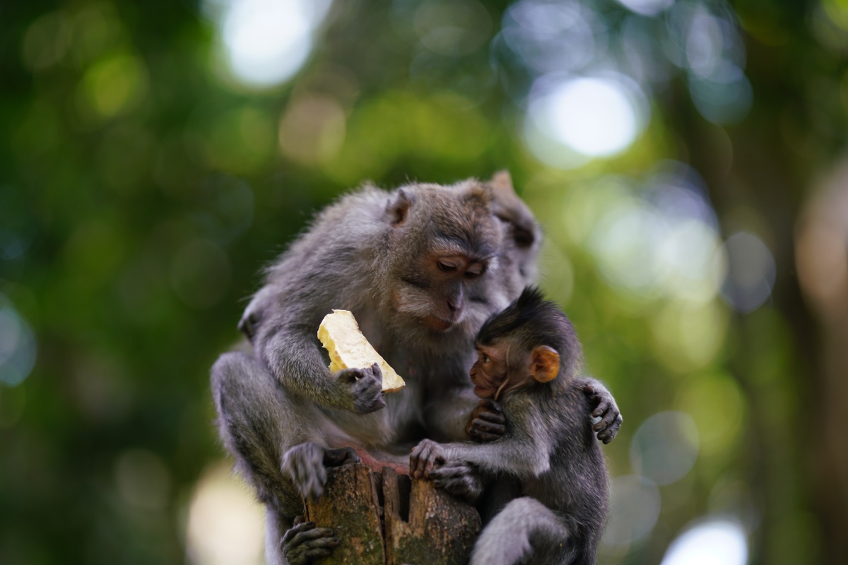Javaneraffenfamilie im Affenwald von Ubud auf Bali