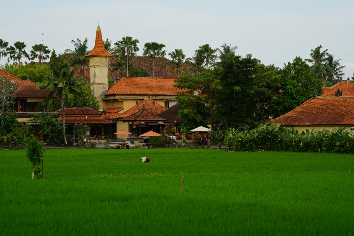 Reisfelder mitten in Ubud auf Bali nahe dem Auto-Parkplatz vom Affenwald