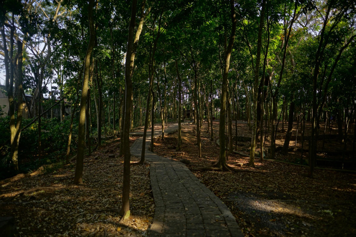Waldweg durch den Affenwald von Ubud