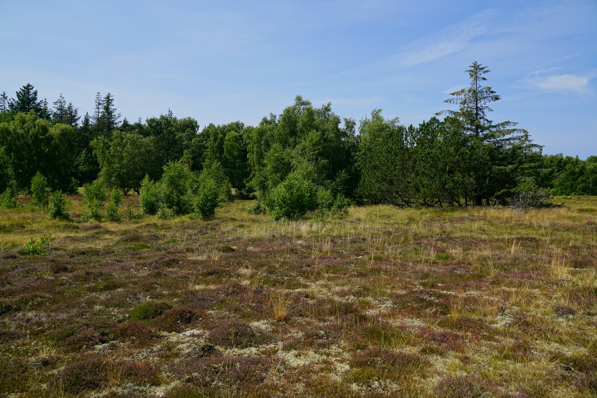 Heide im Naturschutzgebiet Grüner Brink auf Fehmarn