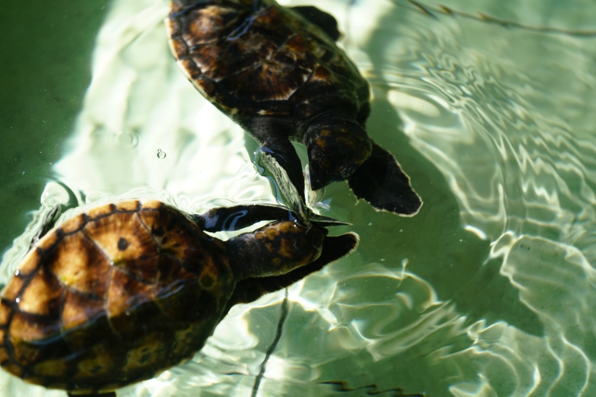 Schildkröten in der Schildkröten-Aufzuchtstation (Turtle Sanctuary) von Gili Meno streieten sich um ein Stück Fisch