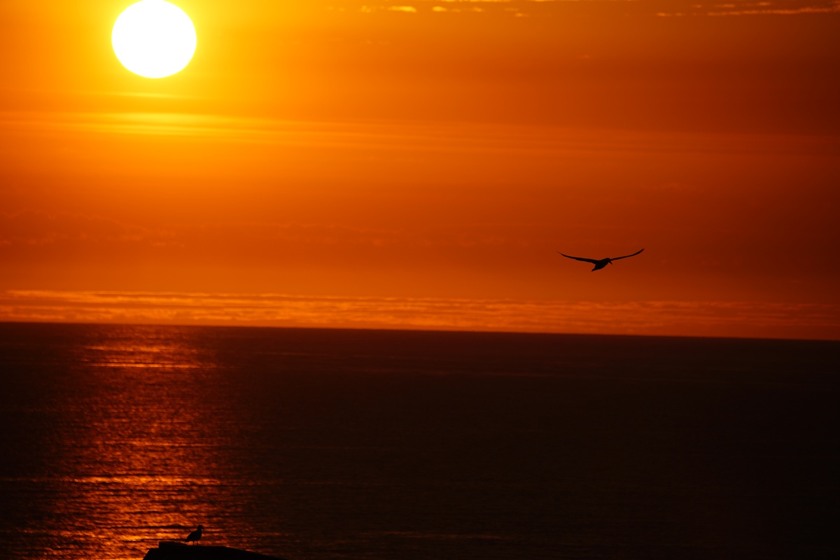Silhoutten von Basstölpel und Möwe im Sonnenuntergang auf Helgoland