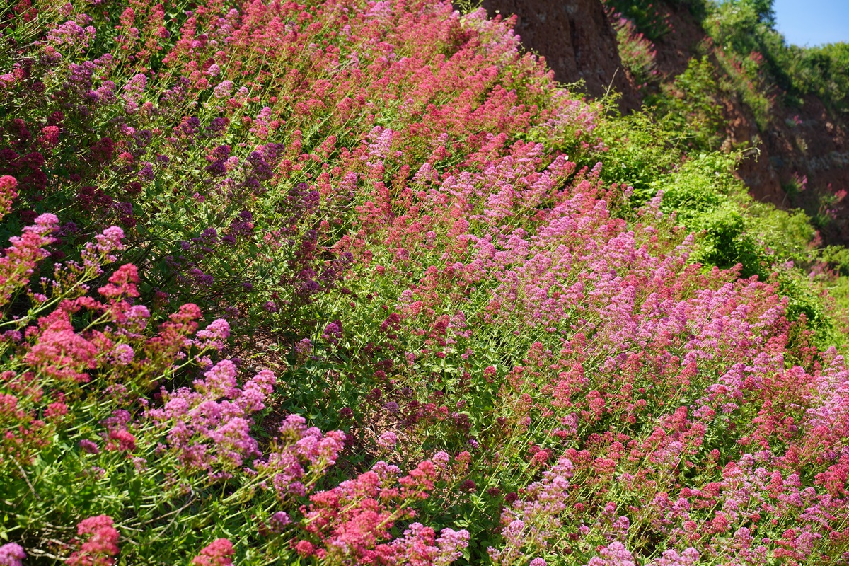 Typische Flora auf Helgoland im Juli