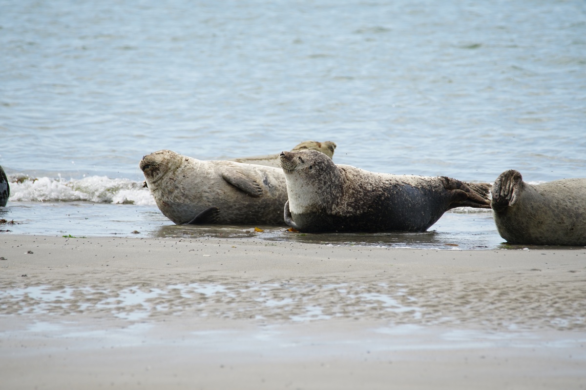 Seehunde am Südstrand der Helgoland-Düne
