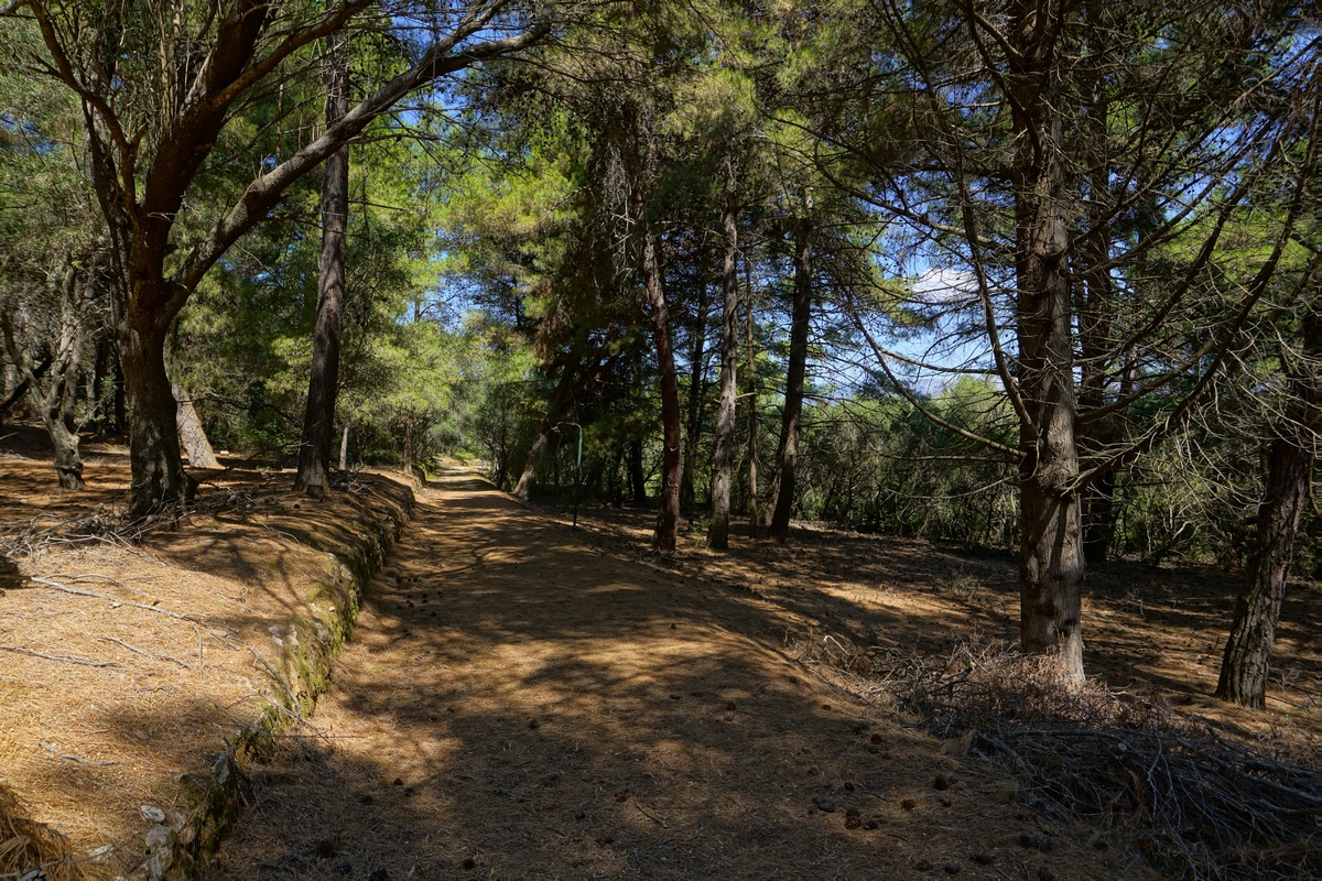 Waldweg auf Vído vor Korfu-Stadt