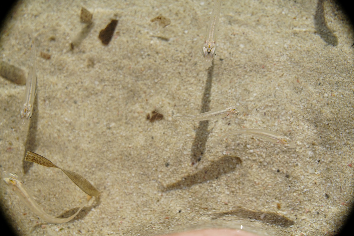 Fischlarven, vermutlich von der Ringelbrasse, in der Bálos-Lagune auf Kreta