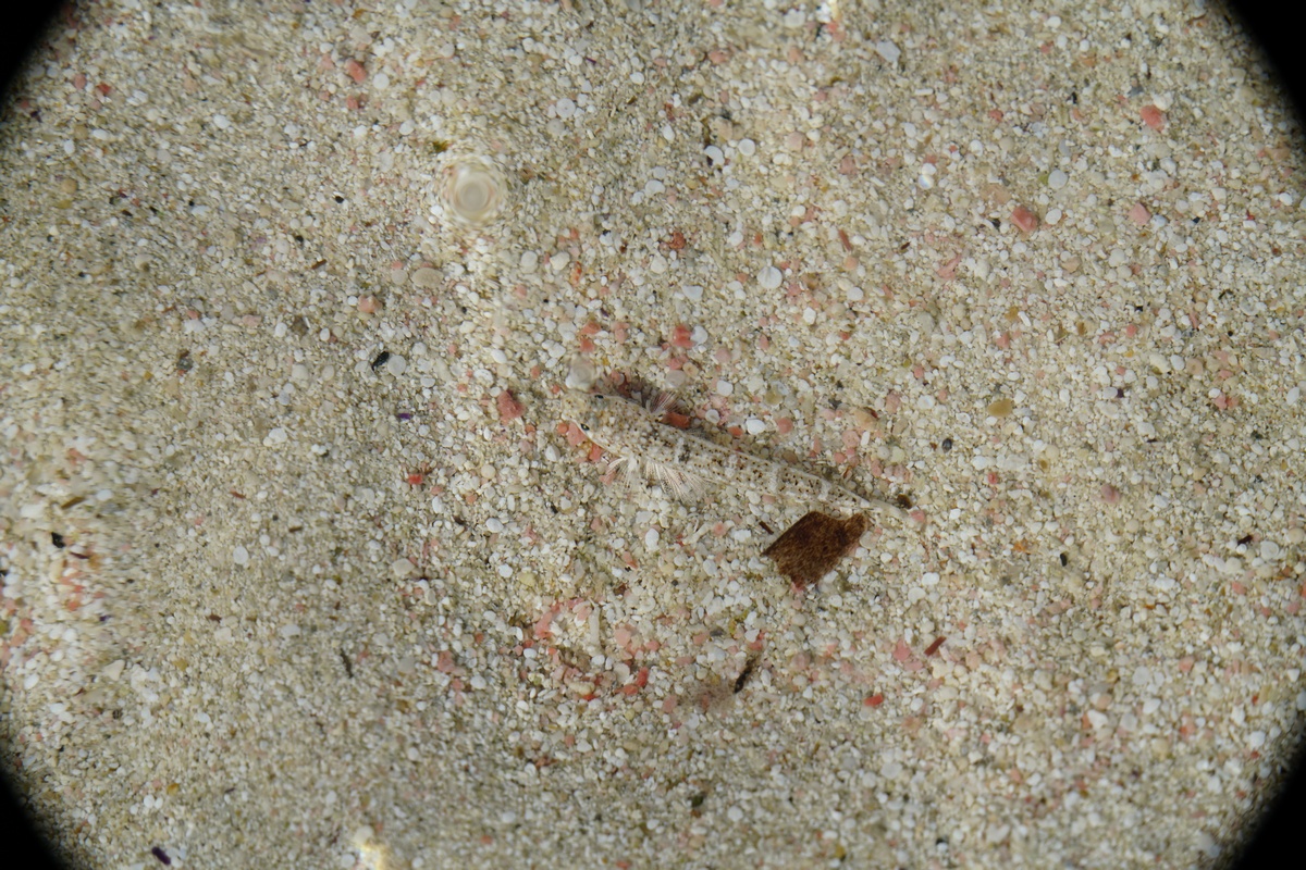Fischlarve, vermutlich vom Strahlen-Petermännchen, in der Bálos-Lagune auf Kreta