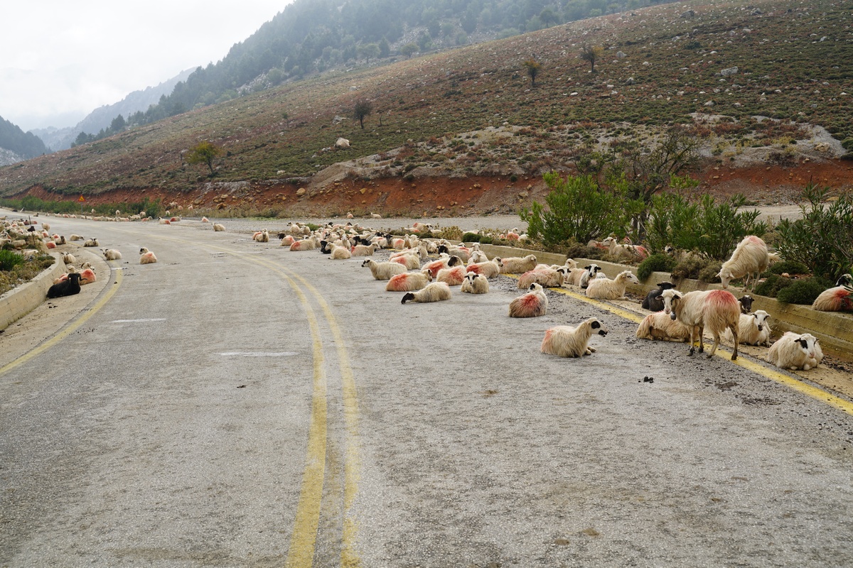Schafe liegen auf der Gebirgsstraße nach Omalós auf Kreta