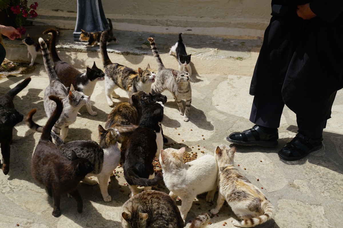 Katzenfütterung im Odigítria-Kloster bei Sívas auf Kreta
