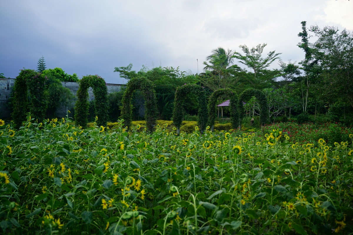 Sonnenblumenfeld im Botanischen Garten Narmada auf Lombok
