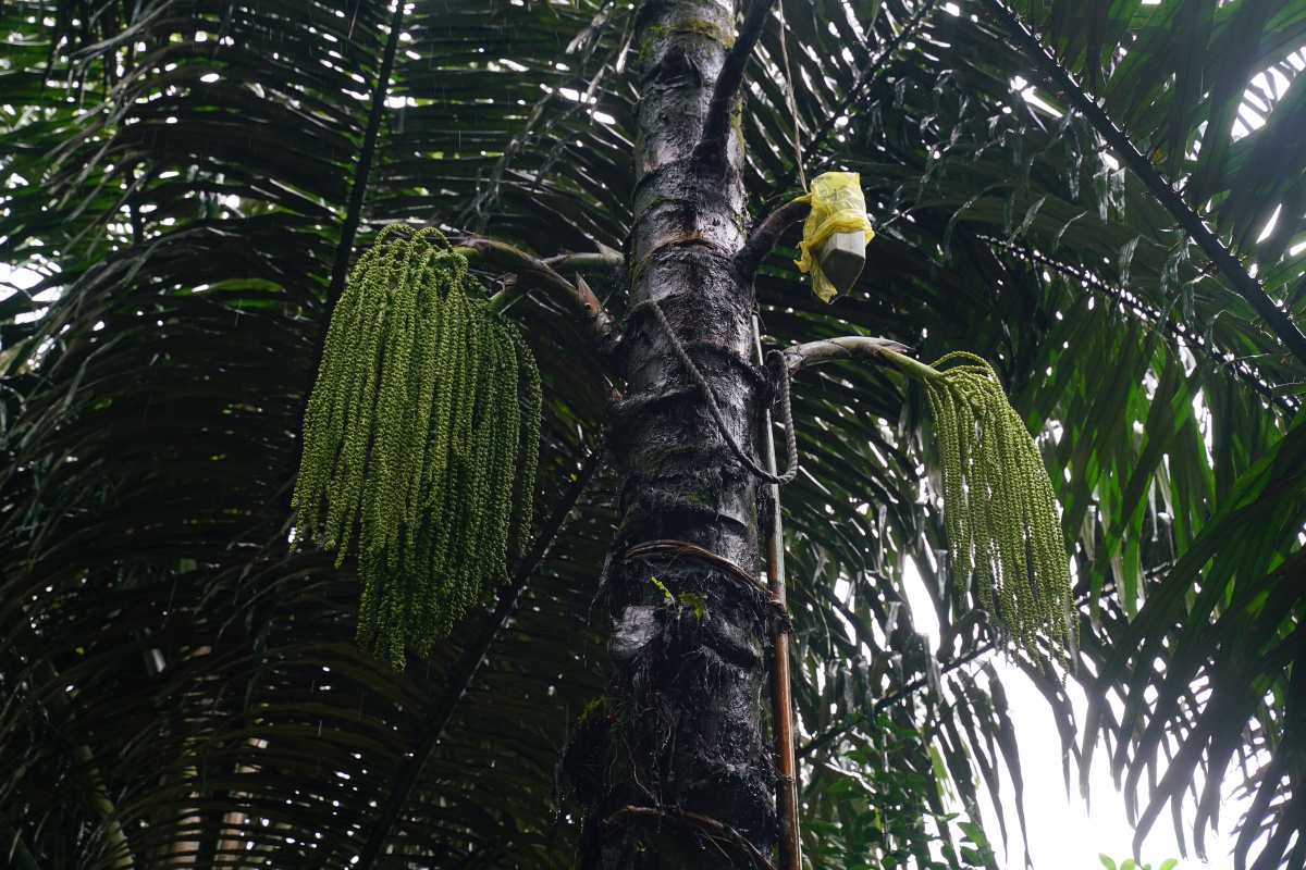 Gewinnung der Flüssigkeit zur Herstellung von Palmzucker auf Lombok