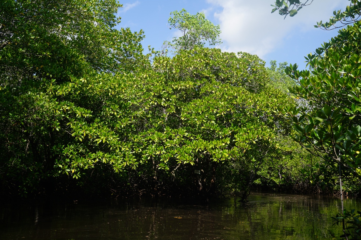 Mangroven von Nusa Lembongan bei Bali