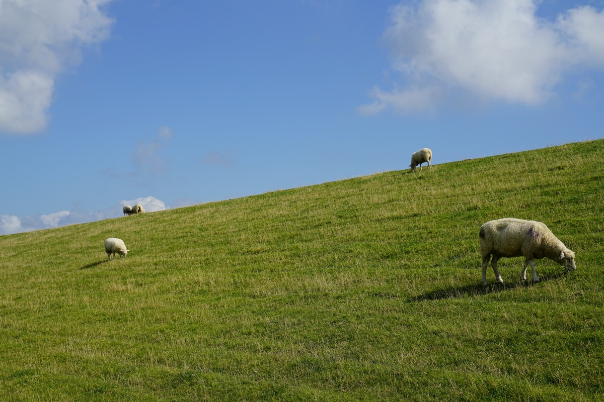 Schafe auf dem Deich im Süden von Pellworm