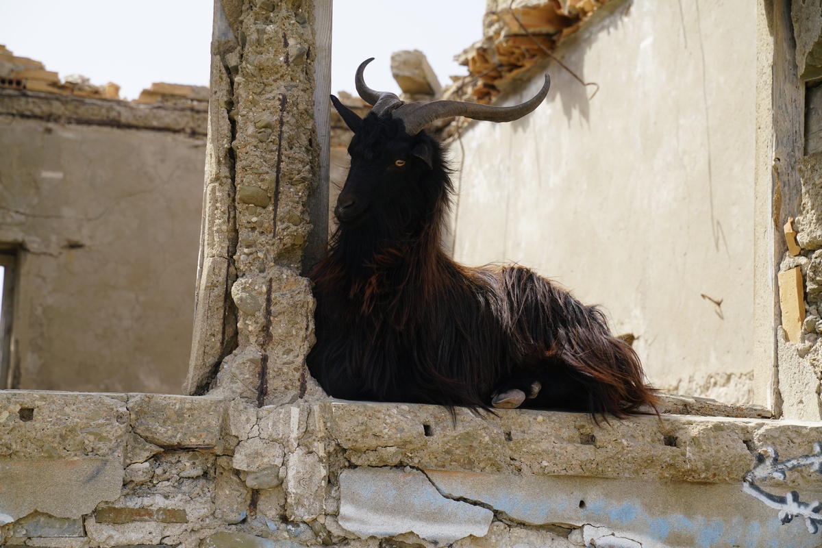 Eine Ziege liegt auf der Fensterbank einer zerfallenen Hütte auf Prasonísi bei Rhodos