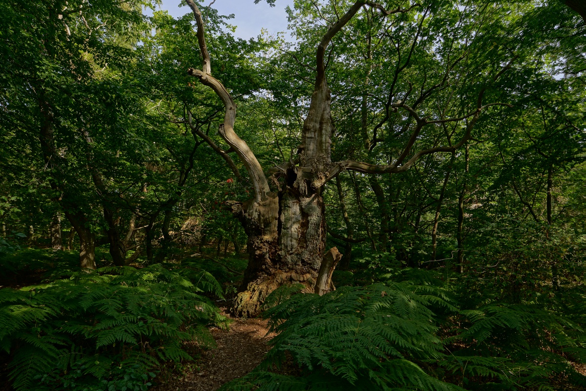 Älteste Baum auf der Insel Vilm, eine 500-jährige Eiche