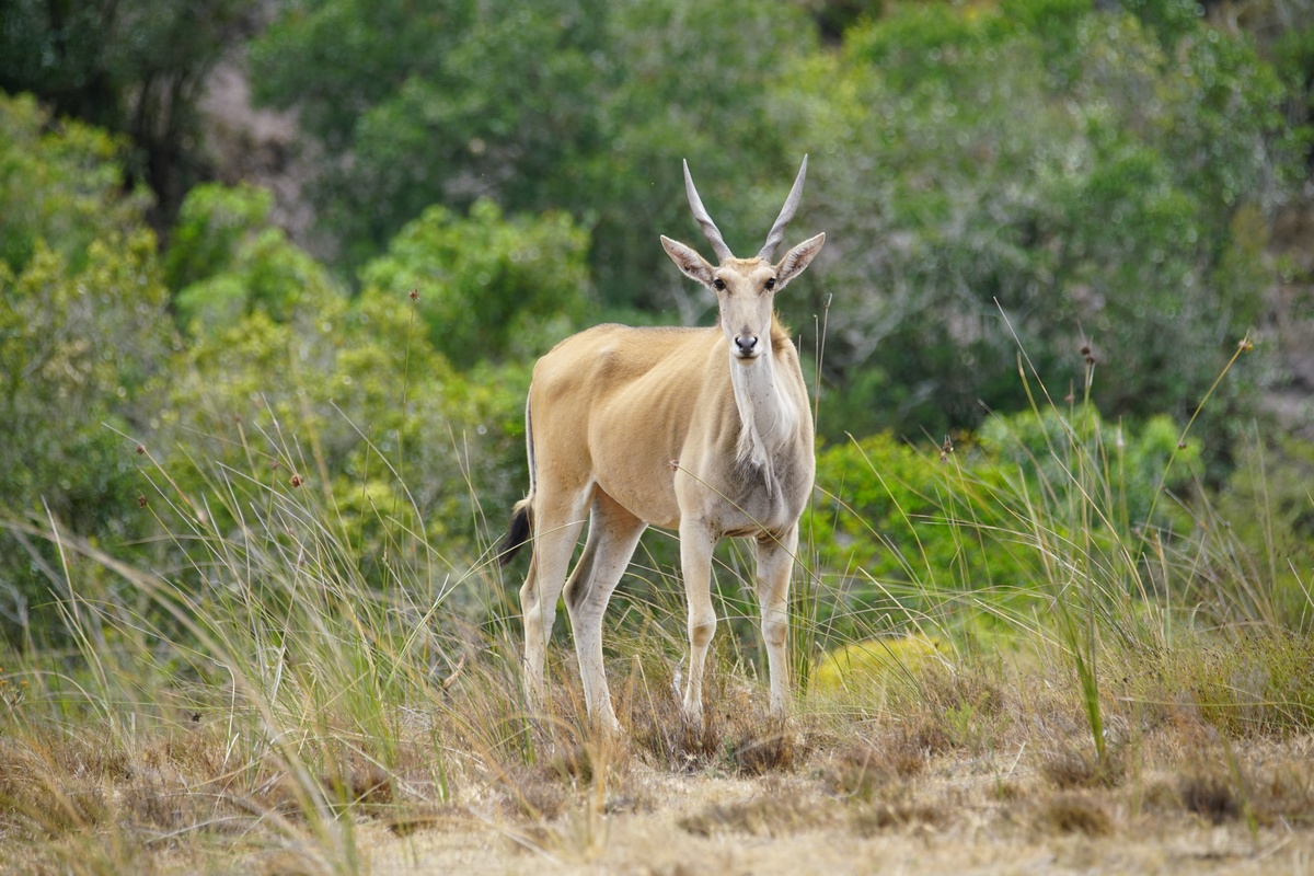 Eland (Elenantilope) im Botlierskop Game Reserve