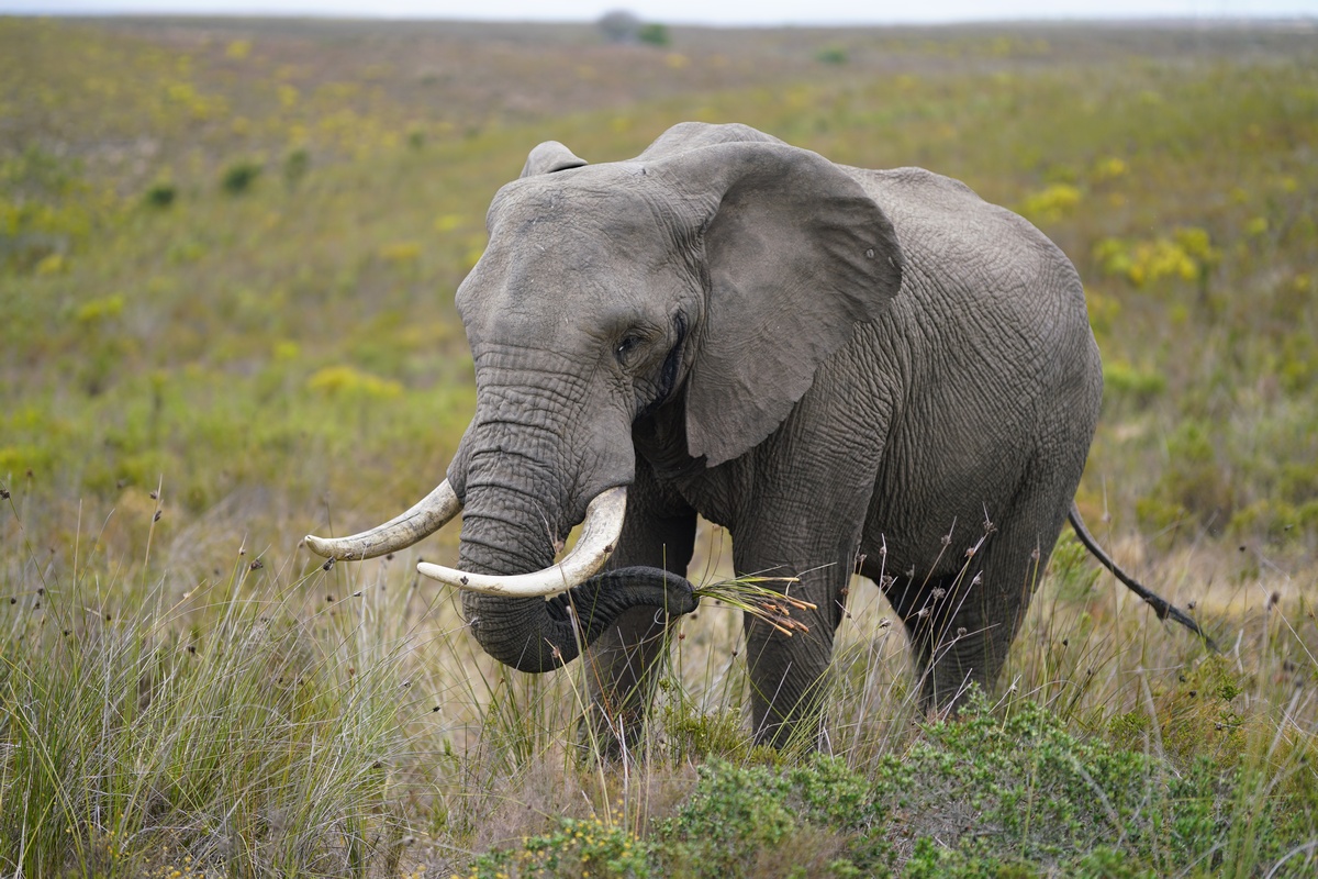 Alpha-Elefant des Botlierskop Game Reserve