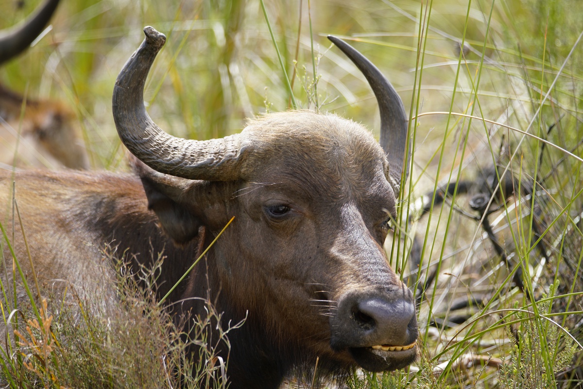 Kaffernbüffel im Botlierskop Game Reserve kaut