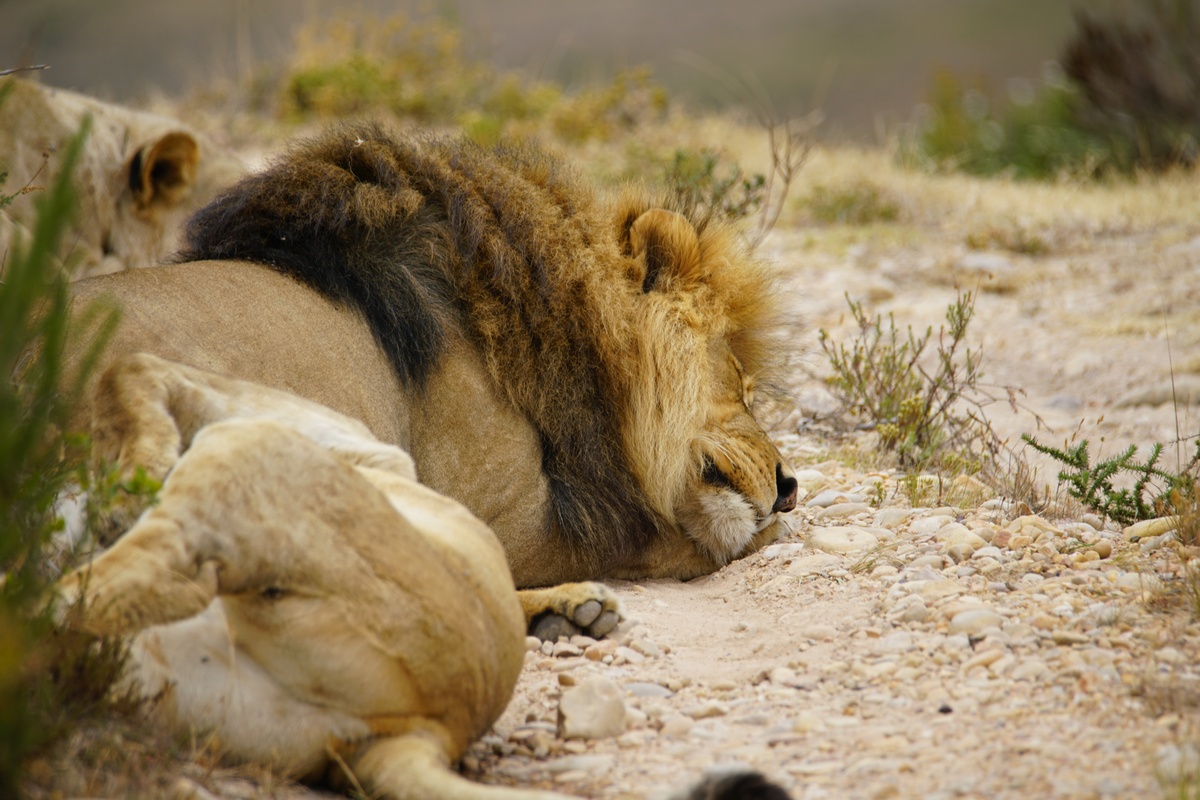 Löwen im Botlierskop Game Reserve