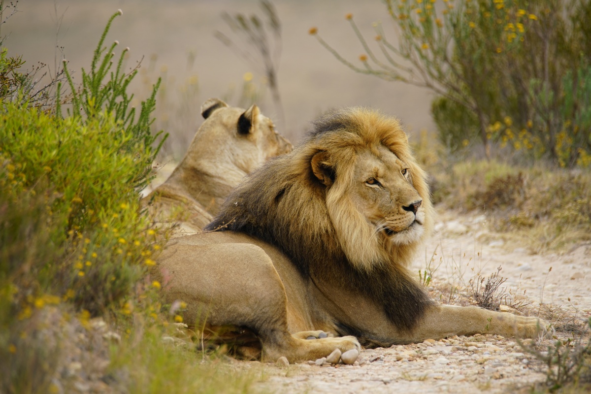 Löwen im Botlierskop Game Reserve