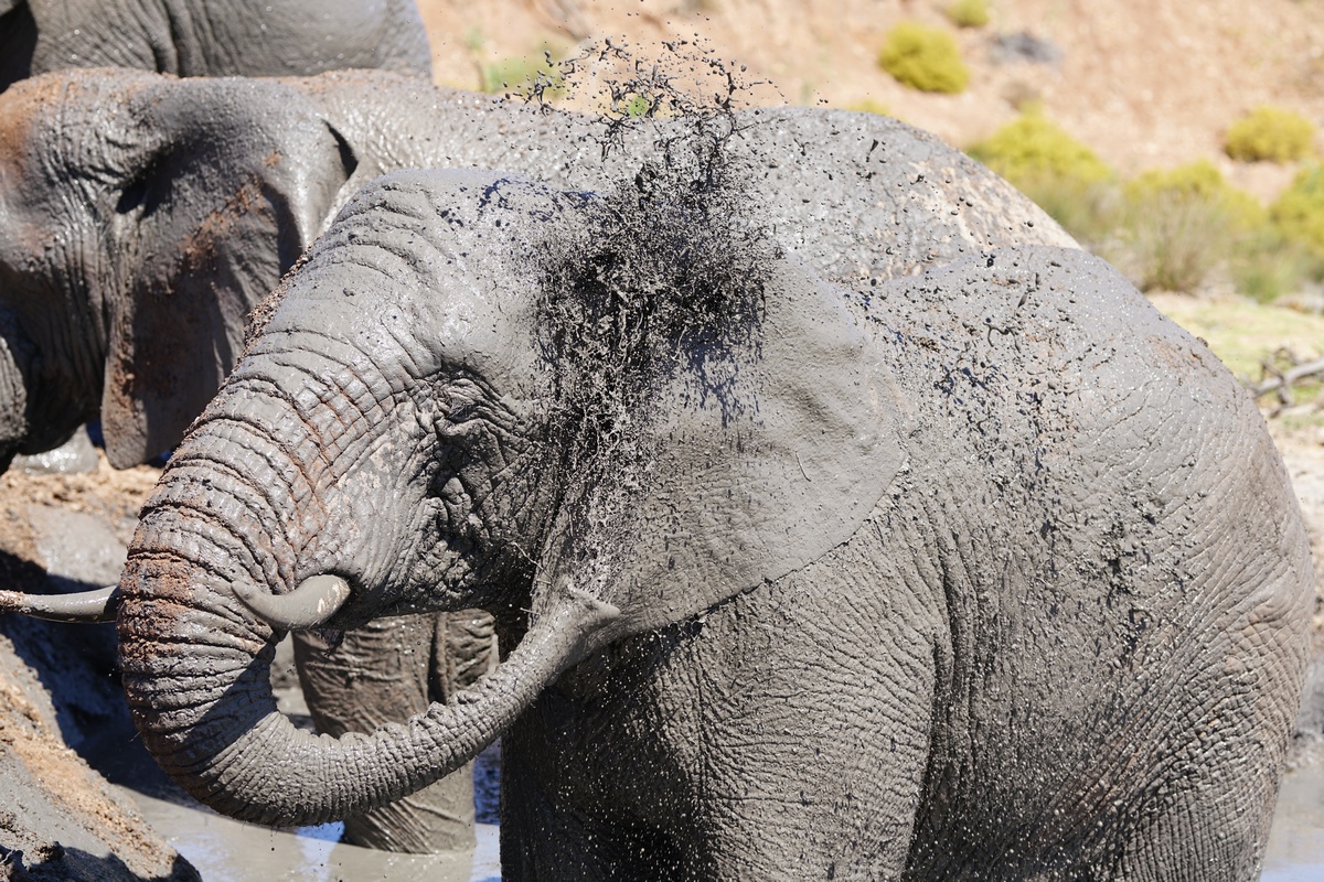 Elefant in der Buffelsdrift Lodge wäscht sich mit Schlamm