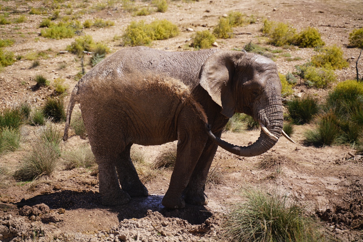 Elefant in der Buffelsdrift Lodge wäscht sich