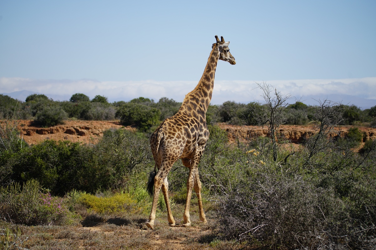 Giraffe „Opa“ in der Buffelsdrift Lodge mit einem durch einen Gendefekt dunklen Fell