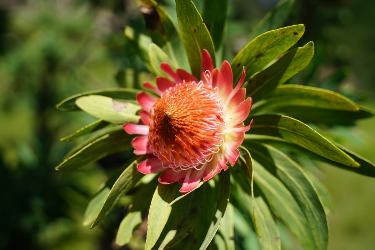 Blüte eines Protea-Baums („Sugar Bush“) im Royal-Natal-Nationalpark