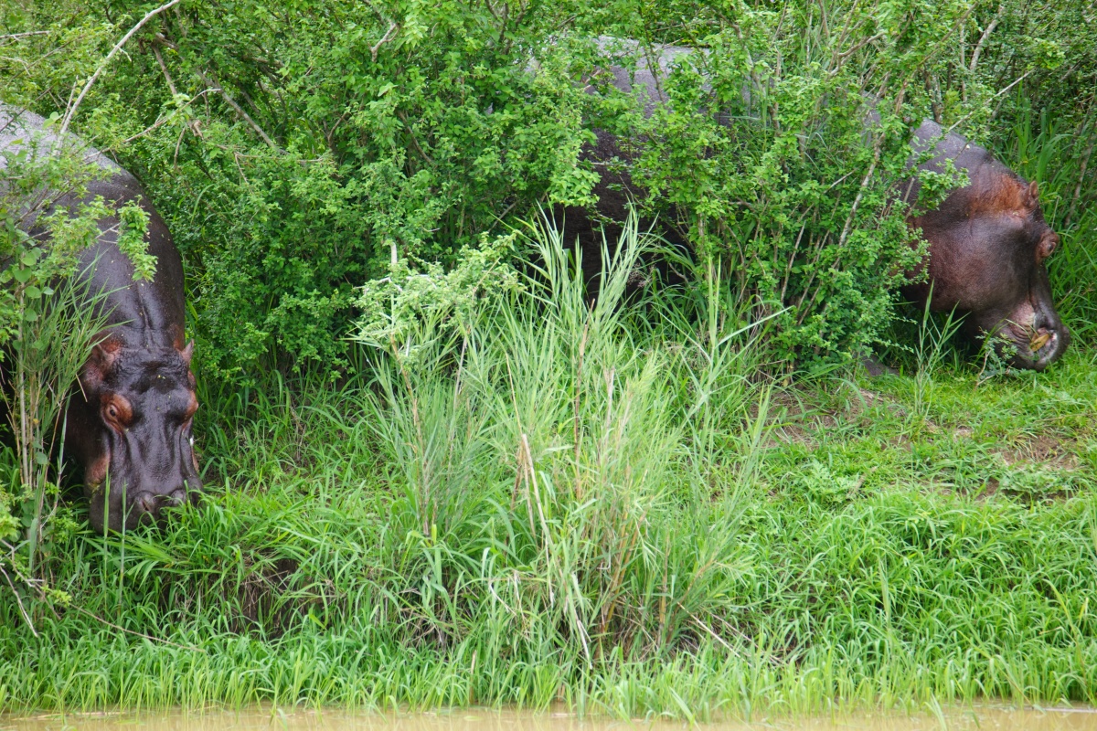 Nilpferde beim Grasen im Hluhluwe-iMfolozi-Park