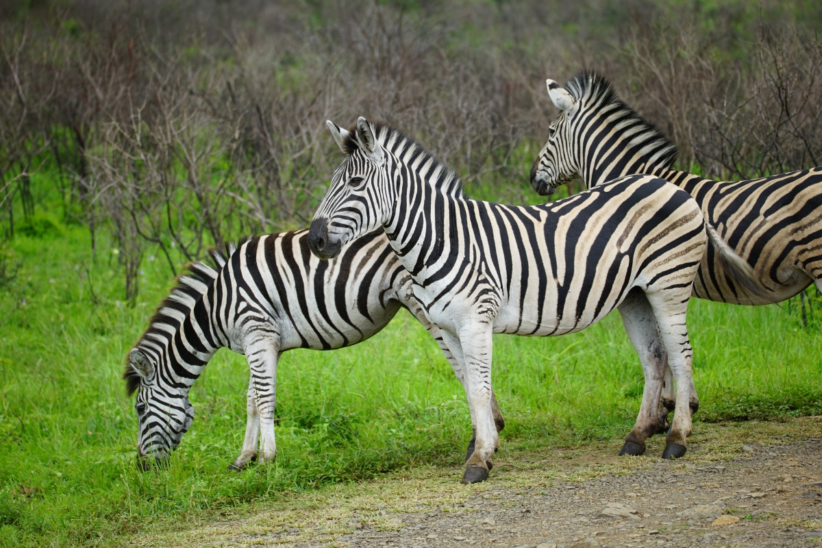 Zebras im Hluhluwe-iMfolozi-Park