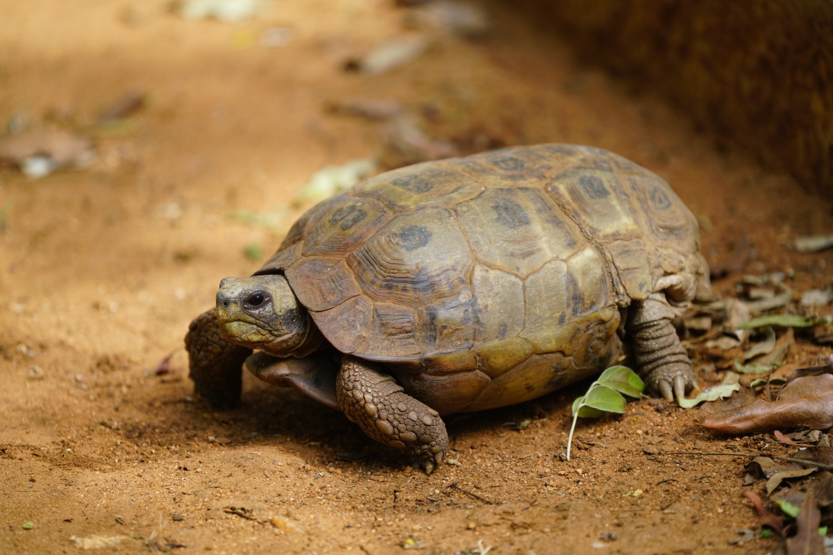 Spekes Gelenkschildkröte (eine Landschildkröte)
