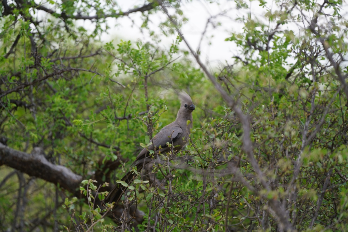 Grauer Lärmvogel (Grey Go-Away-Bird)