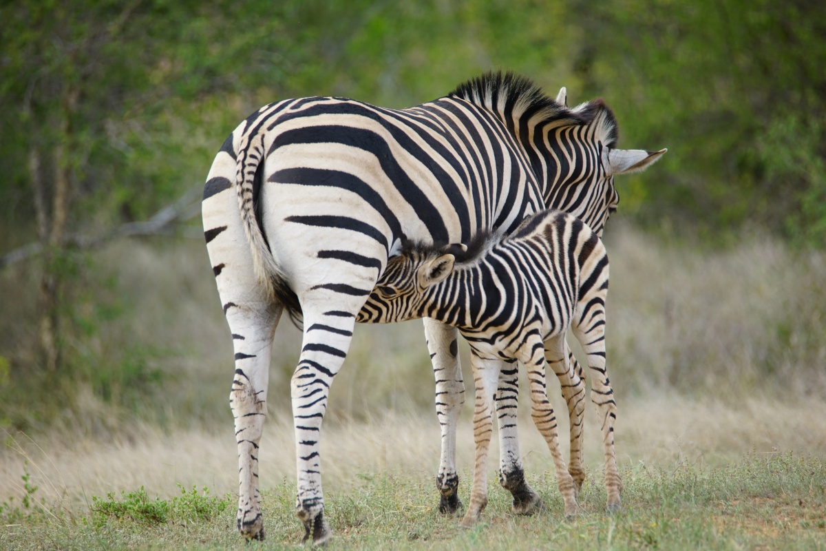 Zebra-Mutter mit einem nur wenige Tage alten Fohlen