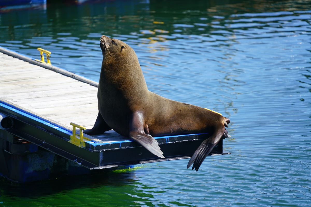 Mehr als 100 Rand kann man auch nicht nehmen – die Seebären liegen schließlich auch einfach im Hafen herum
