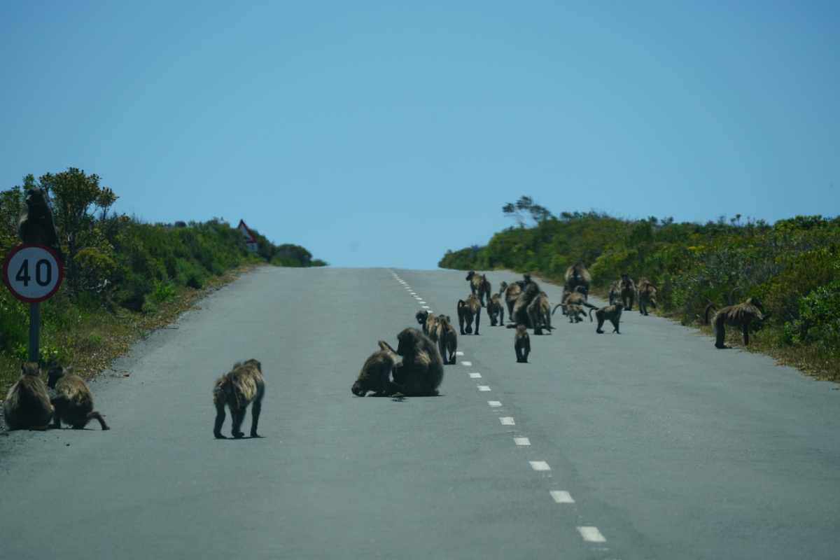 Paviane auf der Straße durch den Kap-Halbinsel-Nationalpark