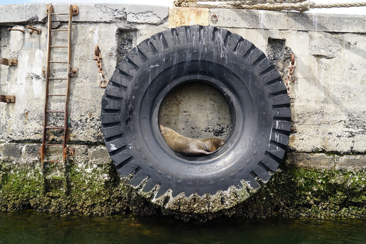 Südafrikanischer Seebär schläft in einem großen Reifen im V&A-Waterfront-Hafen in Kapstadt