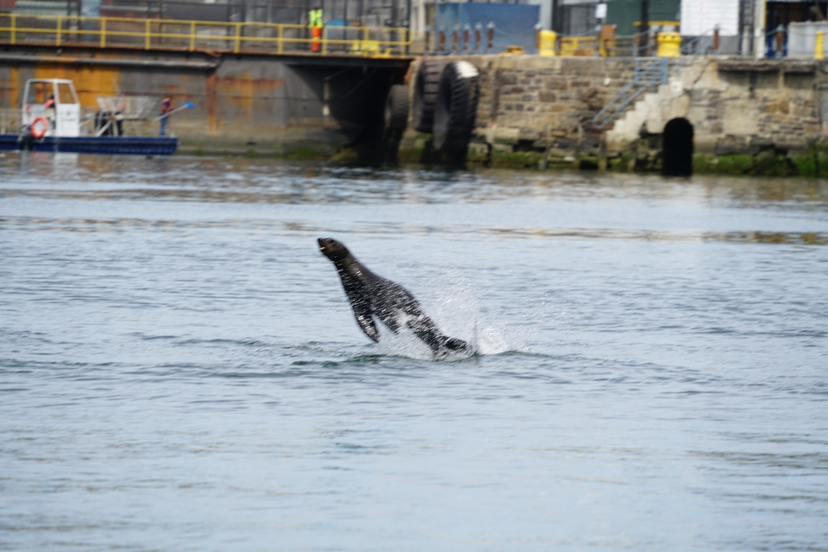 Südafrikanischer Seebär springt im V&A-Waterfront-Hafen in Kapstadt wie ein Delfin aus dem Wasser