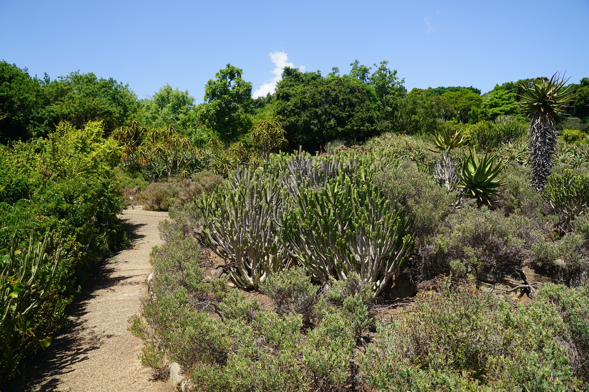 Steingarten: In der Mitte Wolfsmilch (die „Kakteen“, giftig und von den Ureinwohnern für Giftpfeile verwendet) und rechts Aloe ferox)
