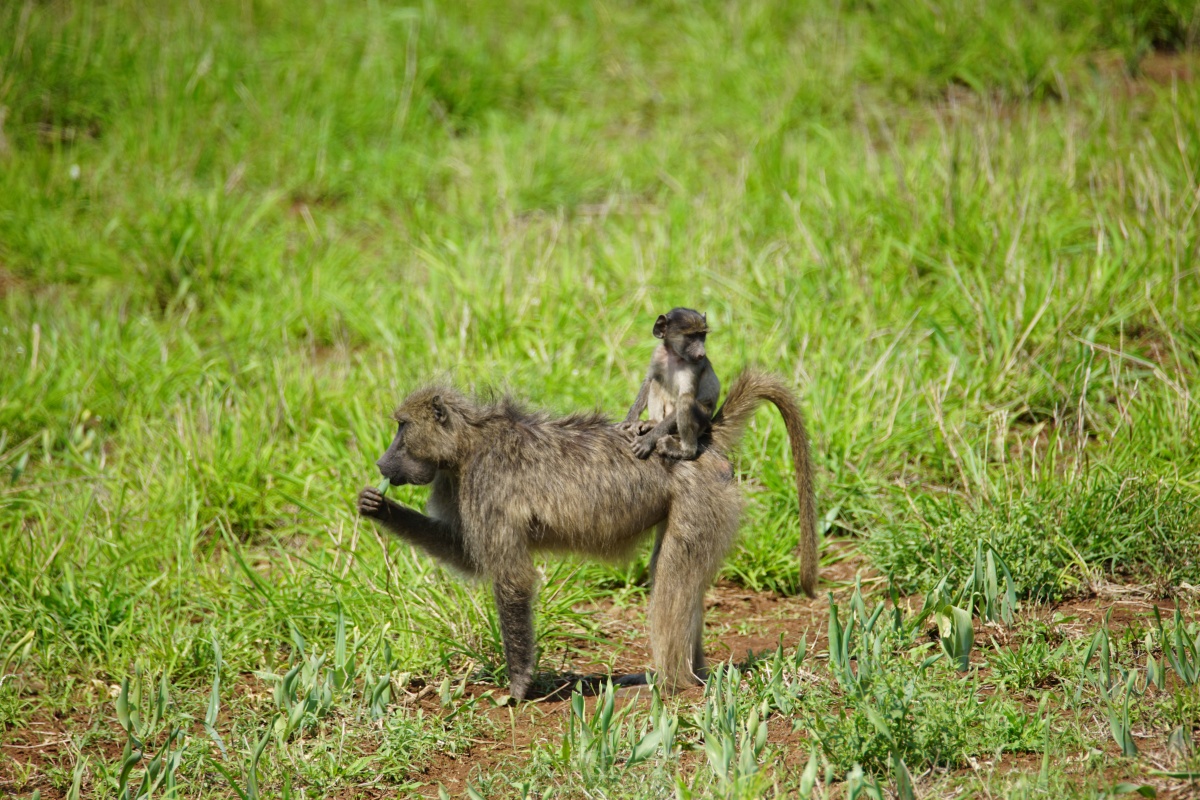 Pavian mit Baby im Kruger-Nationalpark