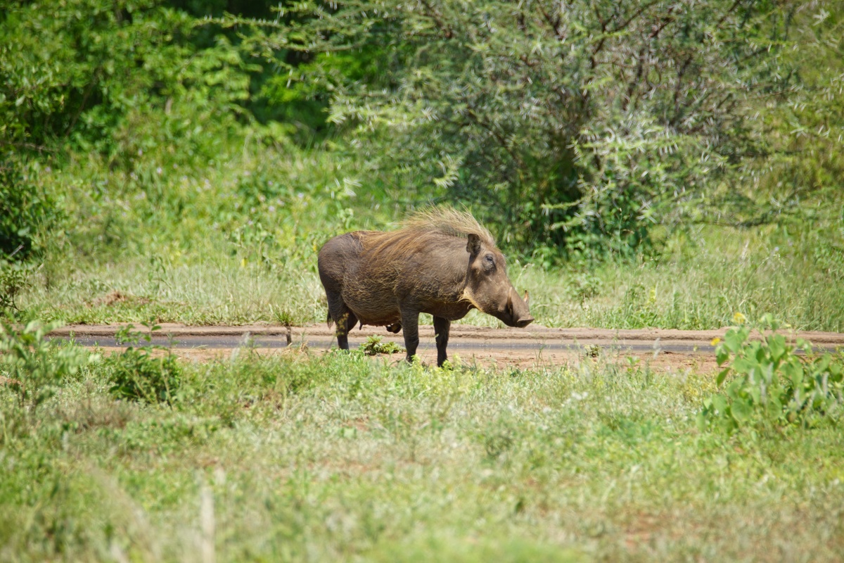 Warzenschwein beim Satara-Camp im Kruger-Nationalpark