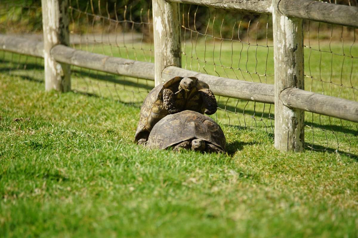 Pantherschildkröten vom Oude Post Bistro bei der Paarung