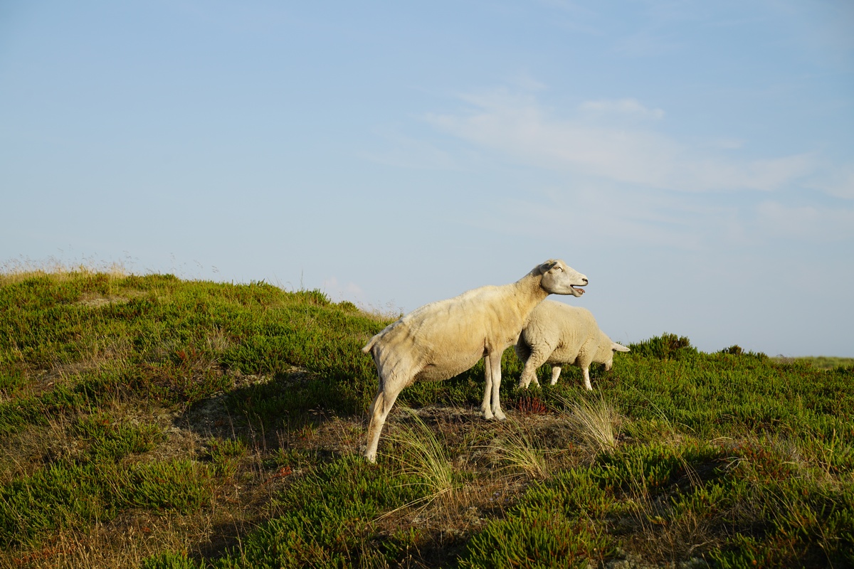 Schafe blöken auf dem Lister Ellenbogen auf Sylt