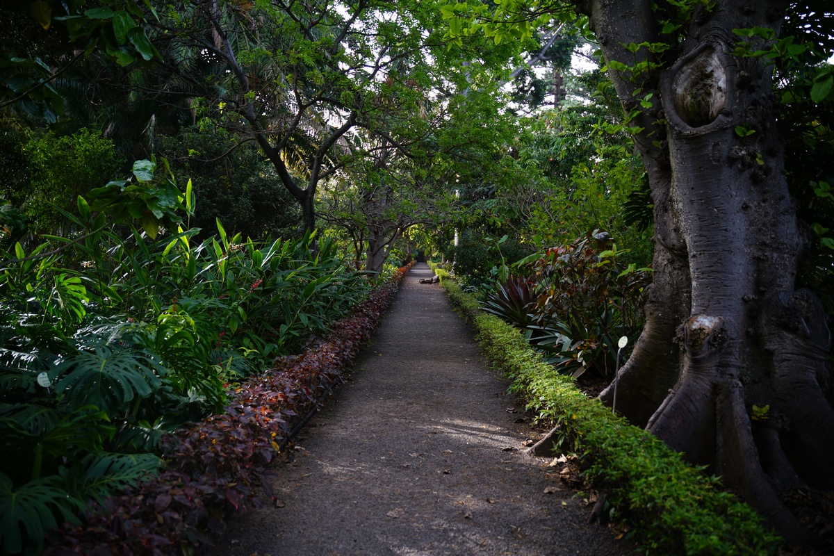 Botanischer Garten von Puerto de la Cruz auf Teneriffa