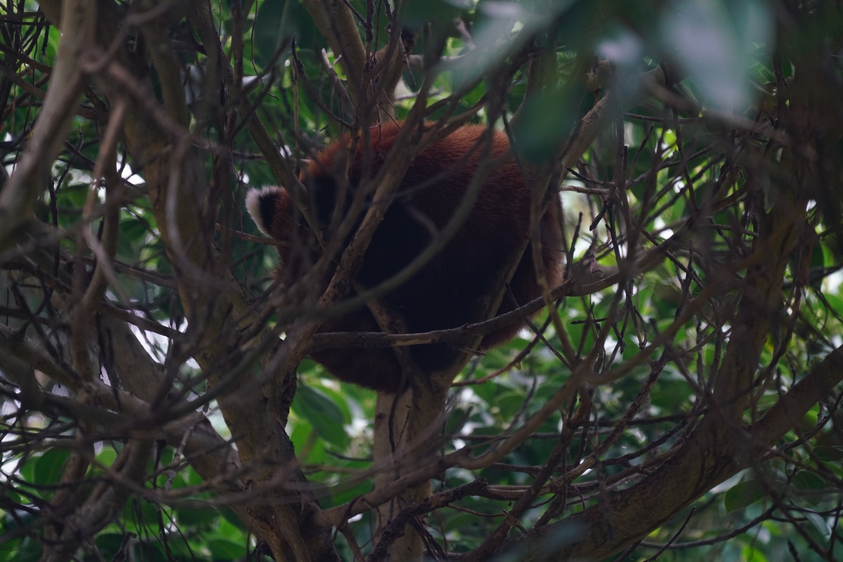 Kleiner Panda (Roter Panda) schläft in einer Baumkrone