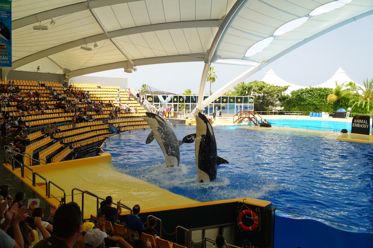 Orca-Show im Loro Parque