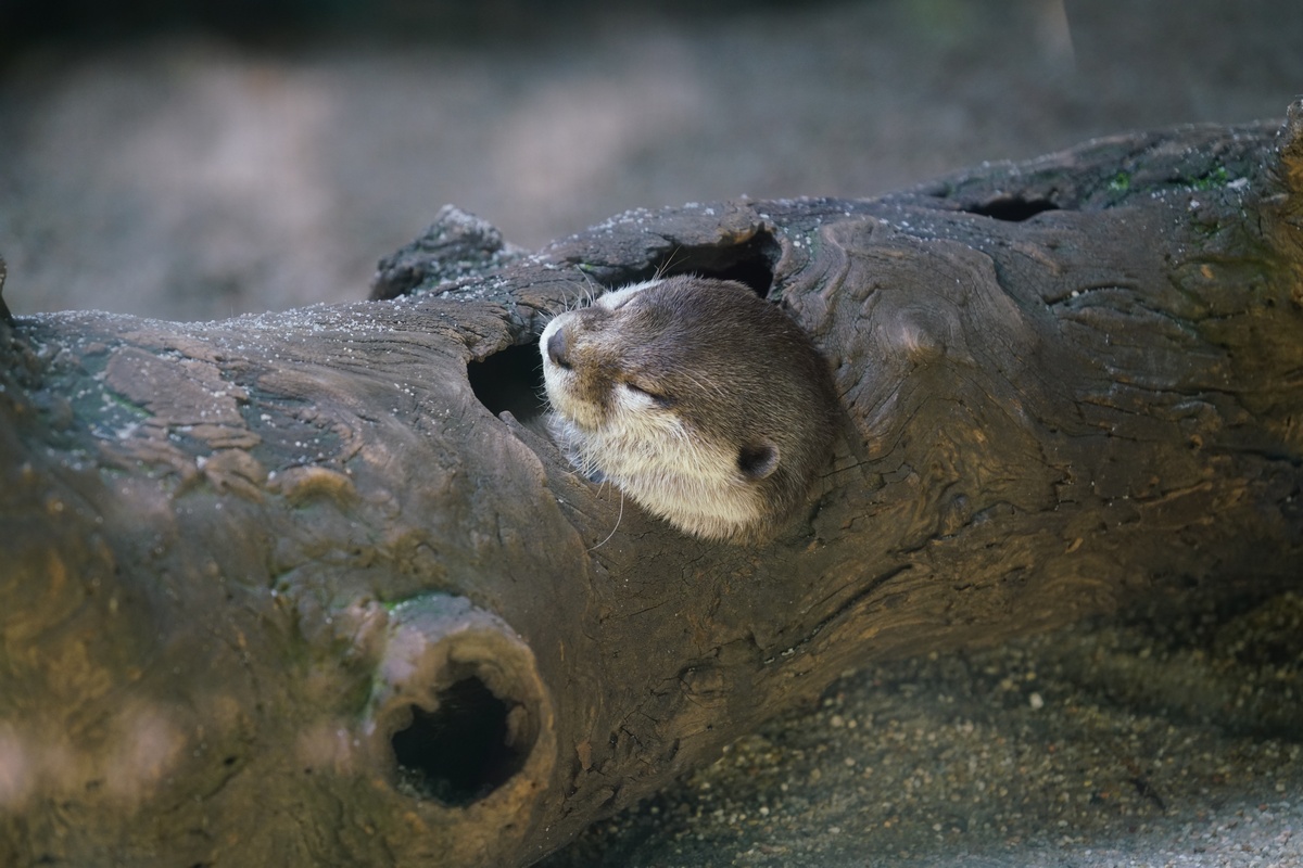 Otter schläft in einem hohlen Baumstamm