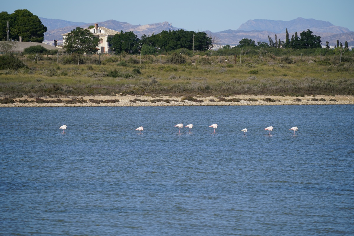 Flamingos in den Salines del Pinet bei La Marina südlich von Alicante