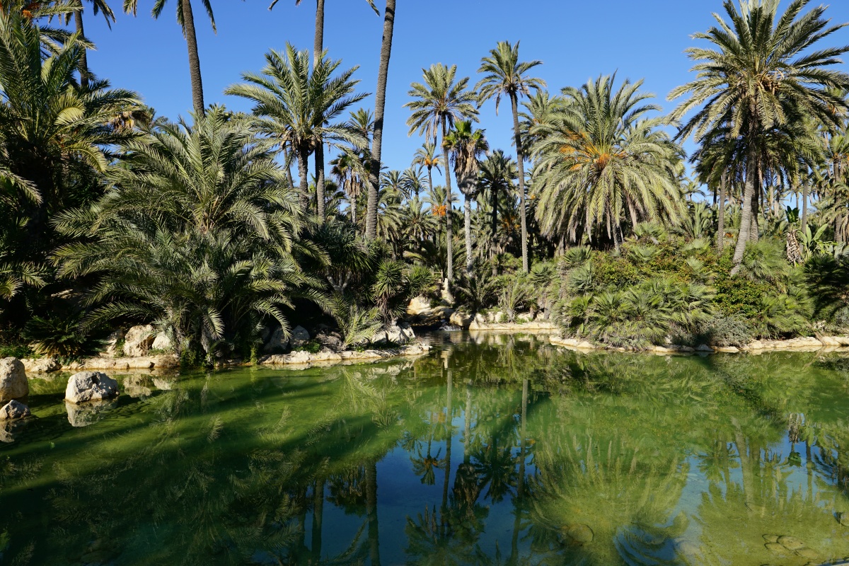 Im Palmengarten (Parc El Palmeral) von Alicante