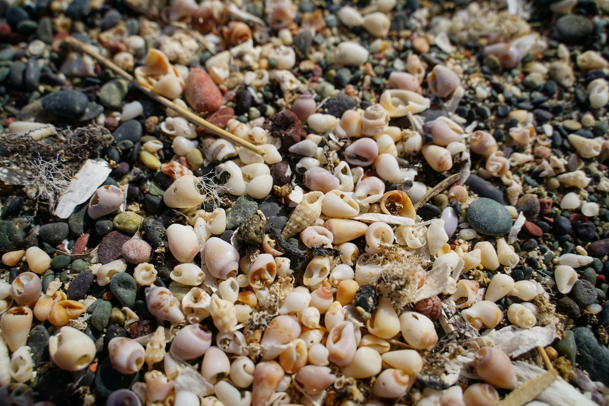 Winzige Muscheln als „Sand“ am Chatzovólakas-Strand auf Chrysí bei Kreta
